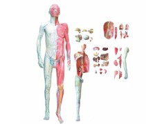 高级人体解剖医学模型展示说明