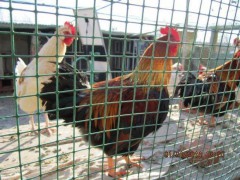 黄陂养鸡钢丝网护栏、土鸡专业养殖户护栏网