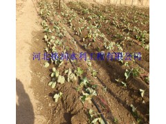 湘潭甜瓜用大棚滴灌技术产量高、、优质滴水管