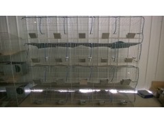 生产4层20位优质彩镀锌 加粗型 商品兔笼 育肥兔笼