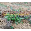 儋州市自动化果园滴水管 山竹灌溉节水设备