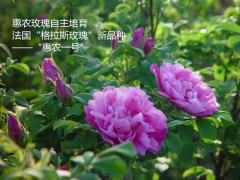 天然玫瑰精油厂家-济南惠农玫瑰精油-国内最大的玫瑰精油原料供应商
