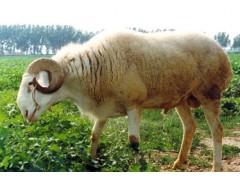 种羊养殖技术和销售