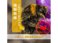 熊蜂多少钱丨熊蜂授粉丨熊蜂授粉技术丨北京嘉禾源硕