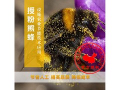 南瓜授粉丨大棚蜜蜂授粉丨熊蜂授粉丨北京嘉禾源硕
