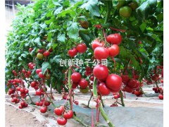 万园1号|寿光创新种业有限公司|抗TY粉果番茄