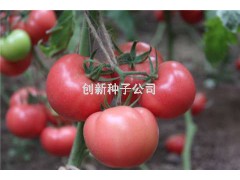 万园二号|创新种业|抗TY病毒番茄