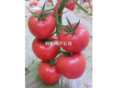 万园三号|创新种业|抗TY粉果番茄