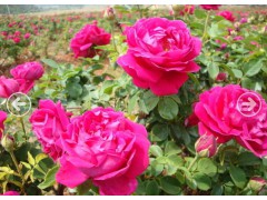 南京泽朗供应优质玫瑰花提取物  可来料代加工