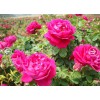 南京泽朗供应优质玫瑰花提取物  可来料代加工
