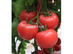 欧瑞一号|抗TY粉果番茄|寿光创新种子有限公司