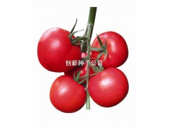 瑞红|寿光创新种子有限公司|抗TY红果番茄