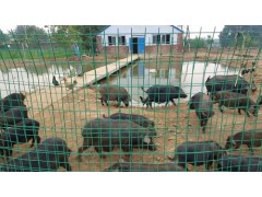 供应焦作禾泰肉品系列藏香猪养殖基地