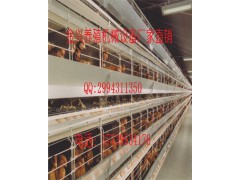 金兴厂家直销蛋鸡笼肉鸡笼育雏笼等养殖设备