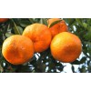 重庆柑橘树苗基地，重庆柑橘树苗价格，重庆柑橘树苗批发