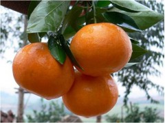 重庆柑橘树苗价格，重庆柑橘树苗批发，重庆柑橘树苗特点