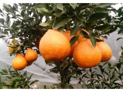 重庆柑橘树苗批发，重庆柑橘树苗特点，重庆柑橘树苗出售