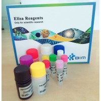 大鼠降钙素受体样受体（CRLR）ELISA试剂盒说明书