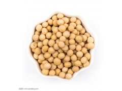 富锦高蛋白非转基因优质大豆