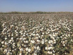 新疆高产棉花种子|厂家|价格|守信种业|新陆中66