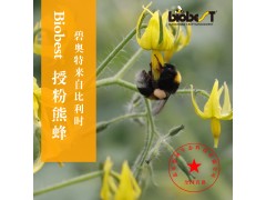 大棚西瓜授粉丨大棚蜜蜂授粉丨熊蜂授粉丨北京嘉禾源硕