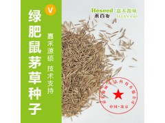 增加VA根生菌丨果园鼠茅草丨鼠茅草丨北京嘉禾源硕