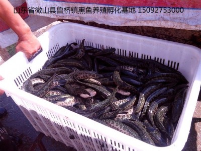 现有大量山东每斤十几尾黑鱼苗低价出售需要的抓紧联系