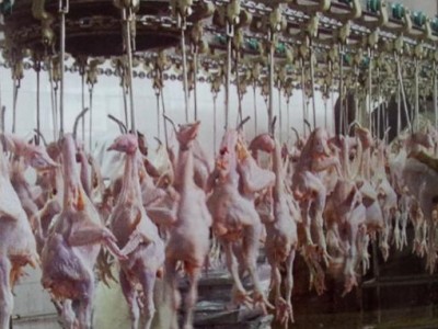 白条鸡宰杀脱毛生产线 家禽屠宰设备厂家直销