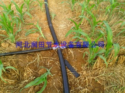 河南大田玉米微喷带灌溉