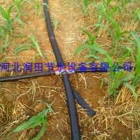 河南大田玉米微喷带灌溉