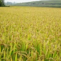 富硒水稻哪里有种植的富硒水稻喷施硒无忧富硒营养液