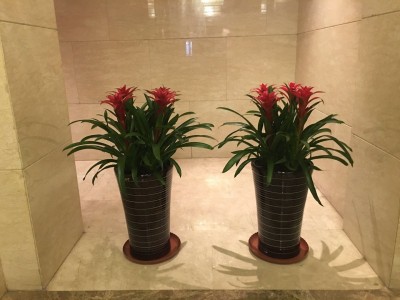 哈尔滨绿植墙|找哈尔滨花卉租赁-选哈尔滨书雅园艺