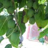 营口软枣猕猴桃苗种植|供应辽宁成活率高的软枣猕猴桃苗