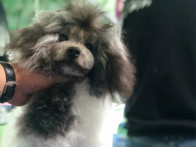 宠物美容学习，想要宠物美容培训就到张津晟宠物美容店