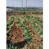 新疆鸢尾种植基地-专业的西北鸢尾公司推荐