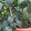 大连软枣猕猴桃种植-供应辽宁实惠的软枣猕猴桃