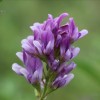 紫花苜蓿批发-沈阳好的紫花苜蓿提供商