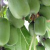 本溪软枣猕猴桃苗种植-想要品种好的软枣猕猴桃苗就来宽甸蓝岳软枣猕猴桃