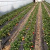 推荐草莓采摘园|口碑好的草莓采摘优选盛世庄园家庭农场