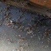 南川灭白蚁公司收费_提供质量保证的灭白蚁