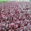 河南红叶甜菜-山东可信赖的红叶甜菜生产基地