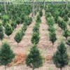 丹东绿化树-美国红枫价格量大从优