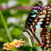 可信赖的活体蝴蝶放飞活动公司_价格划算的活体蝴蝶放飞活动