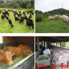 适合喂猪的畜牧草种子价格-高品质畜牧草推荐