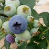 朝阳新鲜蓝莓_辽宁销量好的新鲜蓝莓供应
