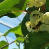 辽宁软枣猕猴桃价格-供应安全放心的软枣猕猴桃