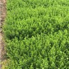小叶黄杨厂家推荐-来和昌绿化苗木，买优良的大叶冬青条