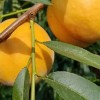 黄桃树苗价格-供应湖南品种纯的黄桃树苗