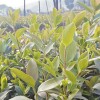 中国油茶树苗-株洲品种好的一年轻基质杯苗供应