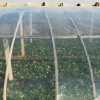 西瓜专用农膜|实惠的农膜价格